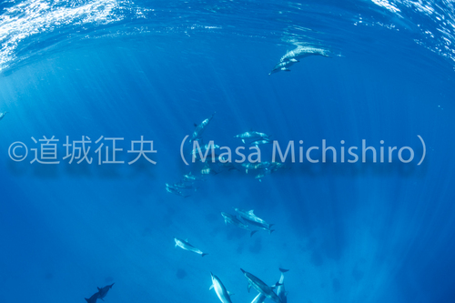 イルカも出る東京都！