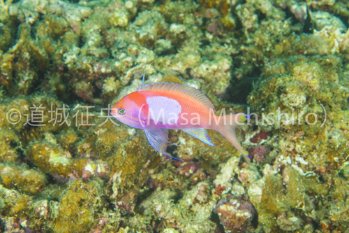 オスの方が綺麗