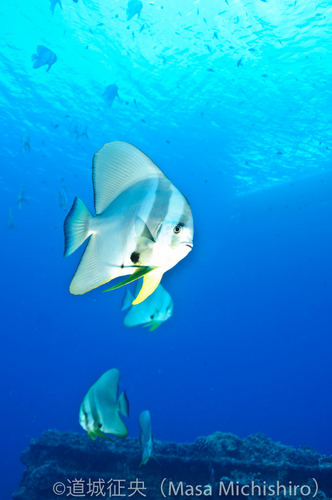 都内で南の魚が見られる