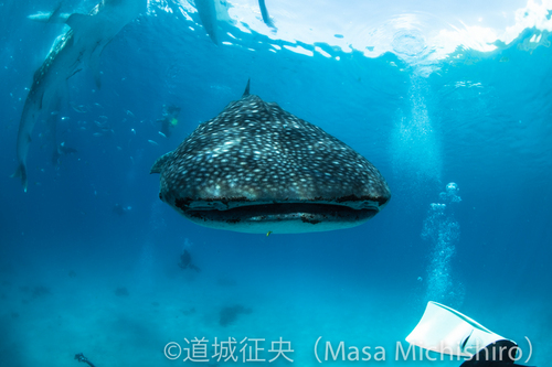 ジンベイに喰われる