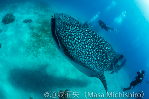 近づけるオスロブのジンベイザメ