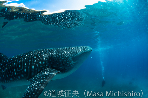 最大級と泳げる場所