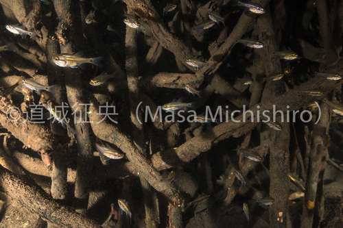 マングローブに棲む魚