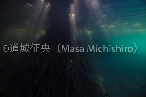 神秘的なマングローブ