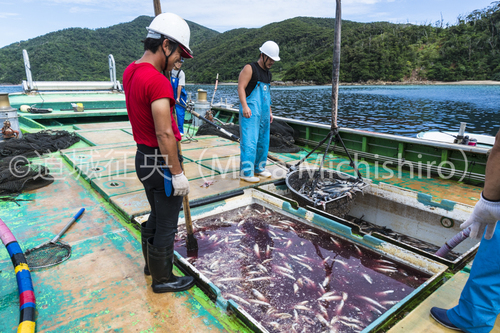 マグロ畜養の問題点