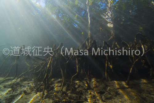 マングローブの根