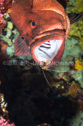 ハタが掃除されています
