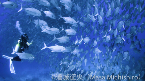 バリカサグのギンガメアジ［動画］