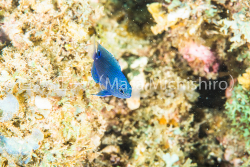 母島にいた彩り豊かなナガサキスズメダイ