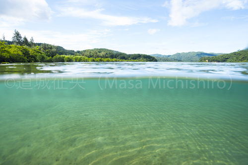 マングローブ豊かな西表島の浦内川