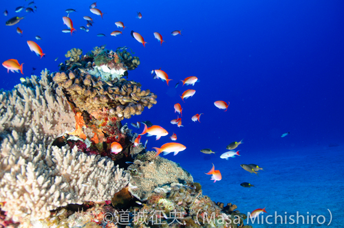 まるでアクアリウム