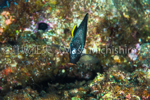 友禅柄な日本の固有種