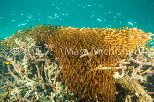 ロマンチックな魚