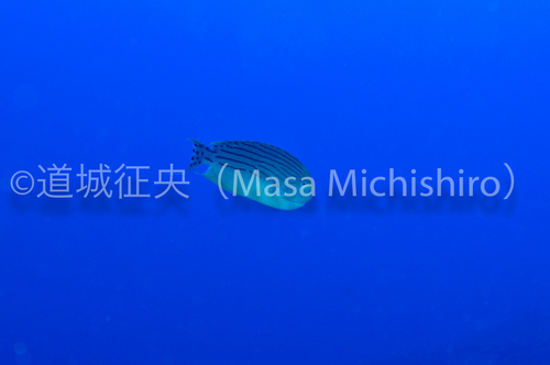 小笠原の固有署、性転換後のミズタマヤッコ