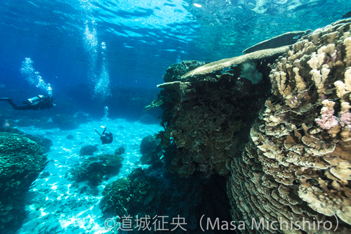 サンゴの合間を泳ぐ