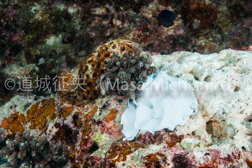 植え付けられたサンゴ