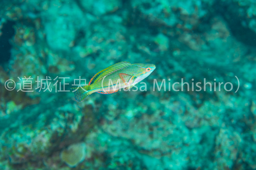 西表島のニシキイトヒキベラ