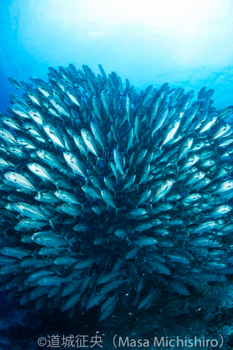 ギンガメアジの正面