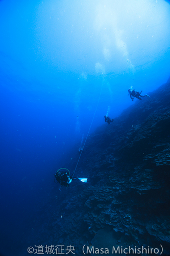 サンゴの崖っぷち