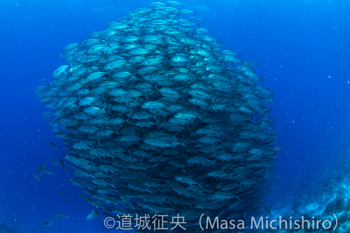 バイオミミクリ