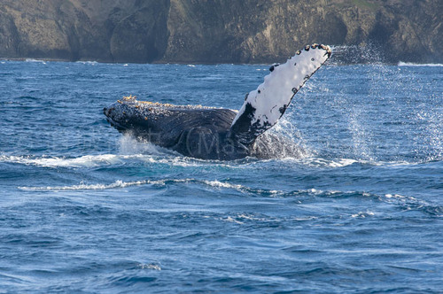 小笠原にもザトウクジラの季節到来