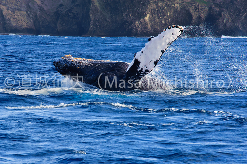 子供のジャンプ