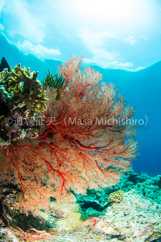 西表島のイソバナ