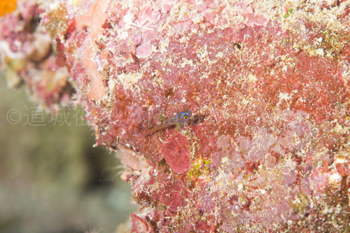 西表島のチゴベニハゼ