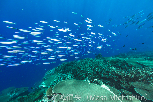 マジュロの魚群