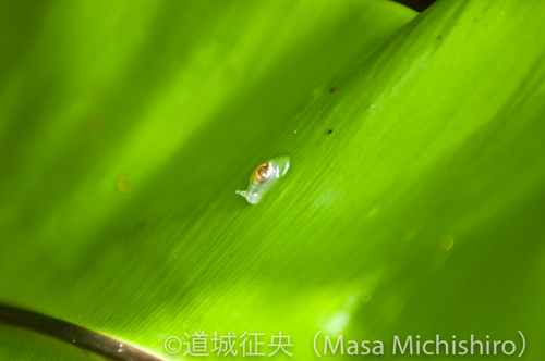 世界遺産の決め手はこれら