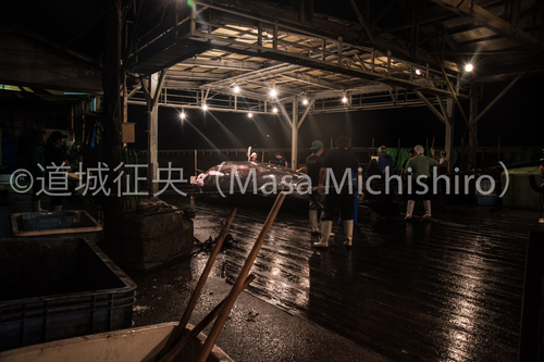 沿岸域小型鯨類捕鯨・ツチクジラの解体