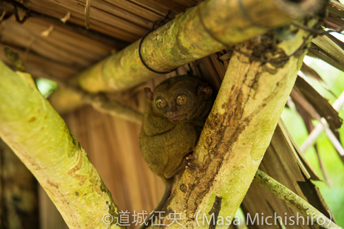 世界最小メガネザル