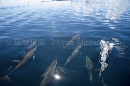 優雅に泳ぐ彼ら