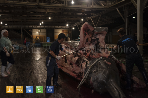 ツチクジラの解体