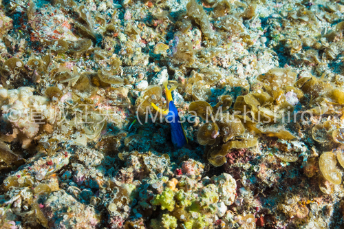 性転換するウツボ