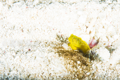 小さい生き物も豊富なポンペイ