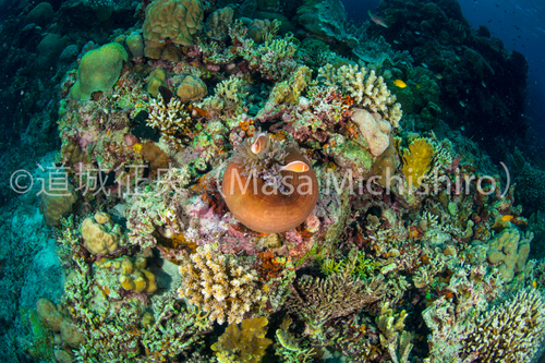 スモールハウスに住むクマノミ