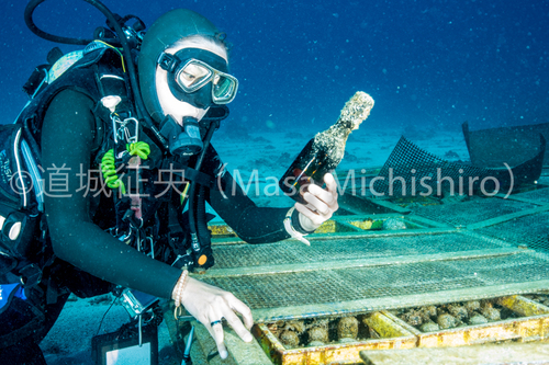 母島産ラム酒の海底熟成事業【2016/4/11】