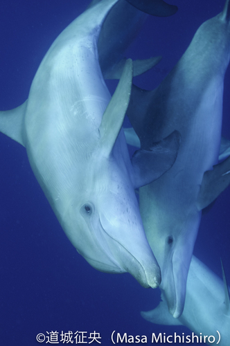 ミナミハンドウイルカ