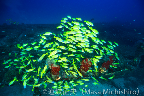 台風接近でも海の中は変わらず