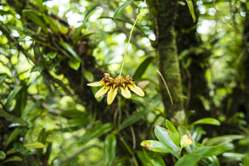 固有種、オガサワラシコウラン