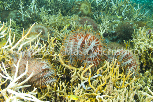 石垣島のオニヒトデ