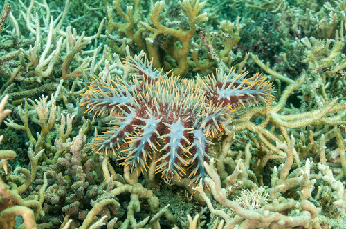 オニヒトデだって生きたい