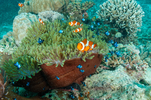 イソギンチャクの生態系