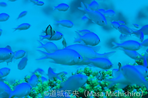 生物のコロニー