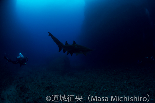 母島のシロワニ