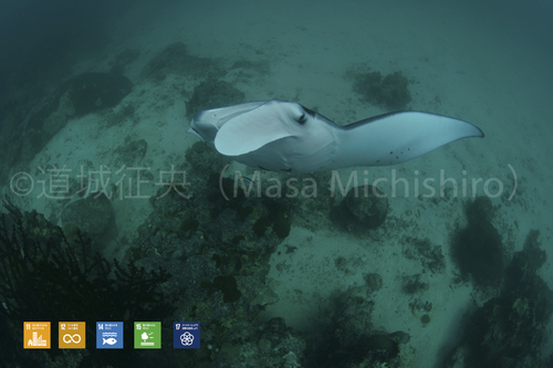 ポンペイのマンタは冬場から