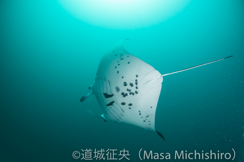 マンタの個体識別