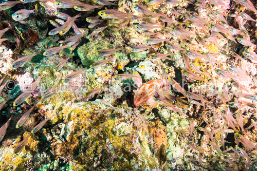 弱肉強食か？石垣島にて