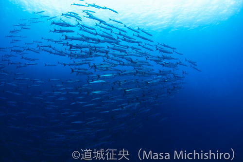 散らばり注意！のバラクーダ